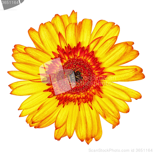 Image of Yellow-Red Gerbera Flower Isolated