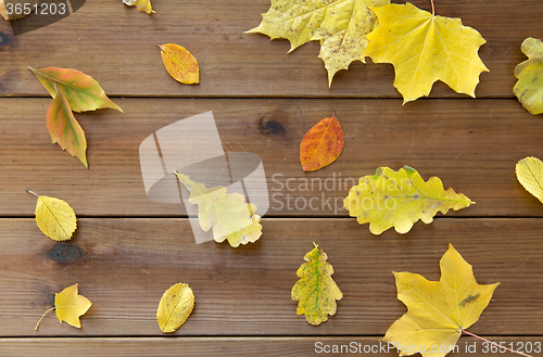 Image of set of many different fallen autumn leaves