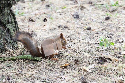 Image of red squirrel .  forest