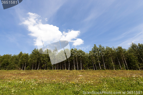 Image of trees in spring  