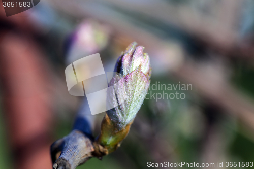 Image of Grape sprout .  spring season