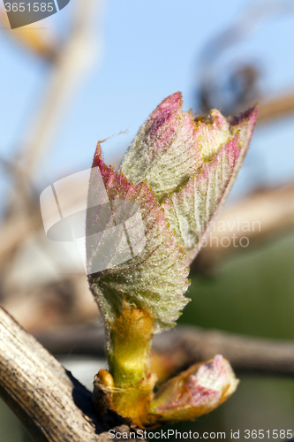 Image of Grape sprout .  spring season