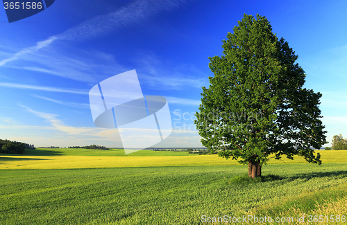 Image of tree in the field 