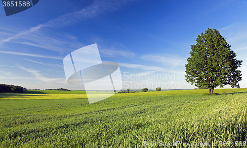 Image of tree in the field  