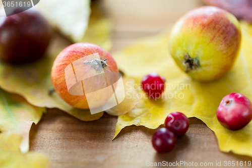 Image of close up of autumn leaves, fruits and berries