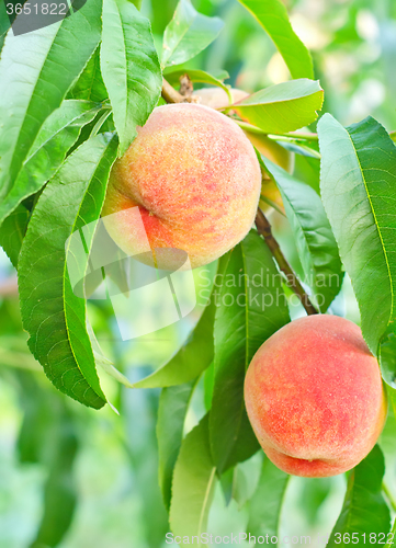 Image of peach on tree