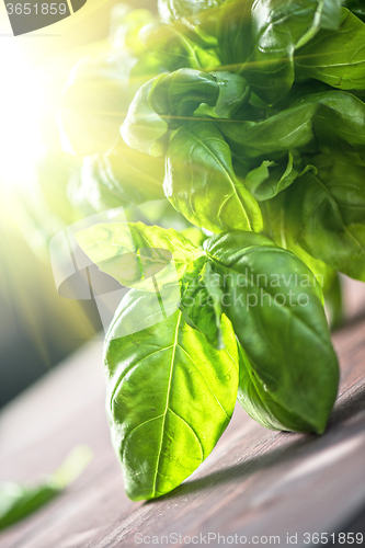 Image of Fresh organic basil