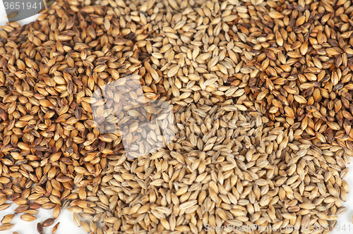 Image of photo of malt grains