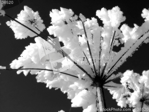 Image of Plants whit frost 3