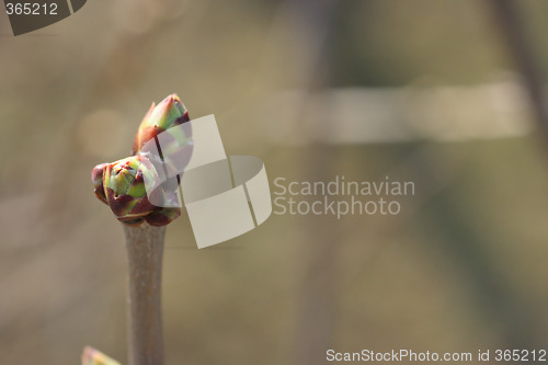 Image of Tree bud with copy-space