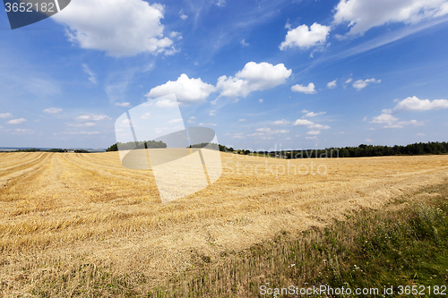 Image of harvesting cereals.  field 