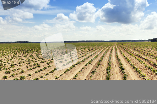 Image of potato field . furrow
