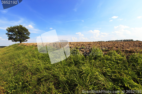 Image of tree in the field  