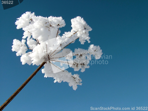 Image of Plants whit frost 1