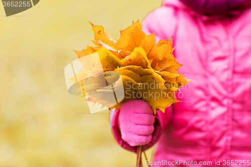 Image of close up of girl with maple leaves bunch outdoors