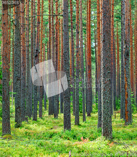 Image of Fresh Green Pine Forest Backdrop