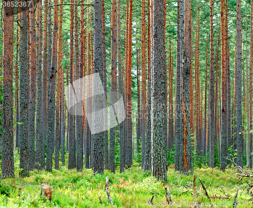 Image of Fresh Green Pine Forest Backdrop