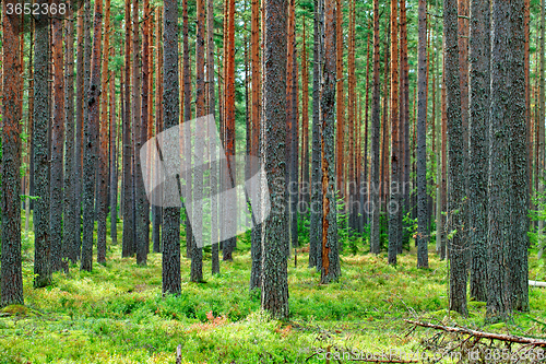 Image of Fresh Green Pine Forest Backdrop