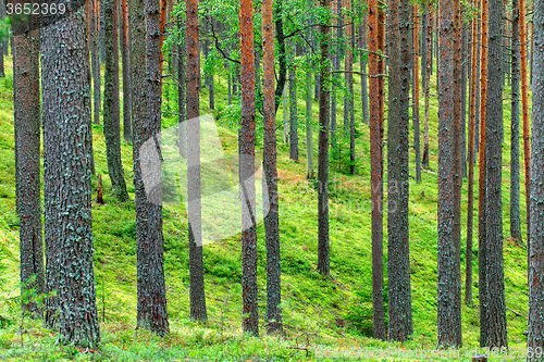 Image of Fresh Green Pine Forest Backdrop