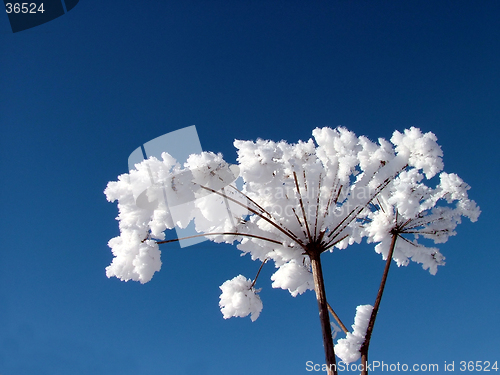 Image of Plants whit frost 4