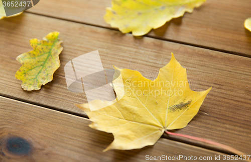 Image of close up of many different fallen autumn leaves