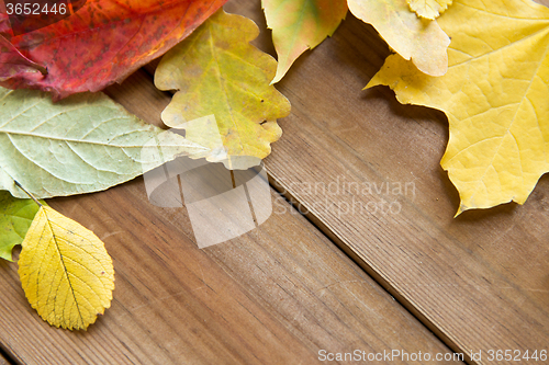 Image of close up of many different fallen autumn leaves