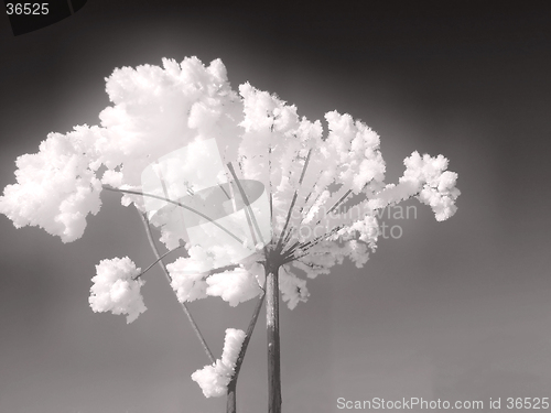 Image of Plants whit frost