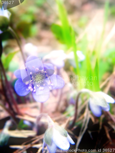 Image of Violet flower, dream tone