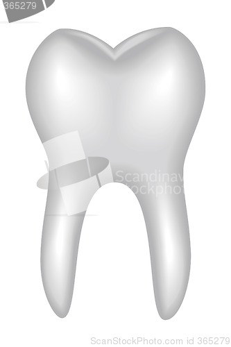 Image of Tooth