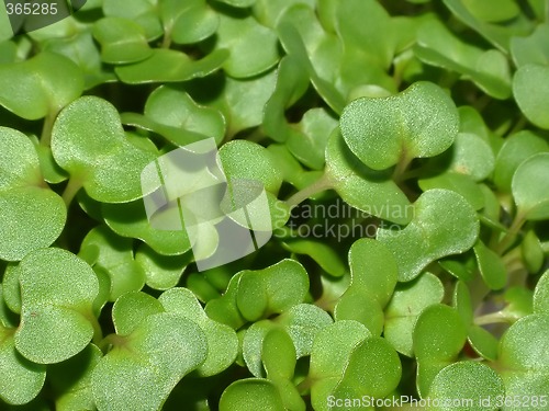 Image of water cress