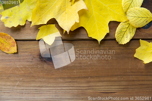 Image of close up of many different fallen autumn leaves