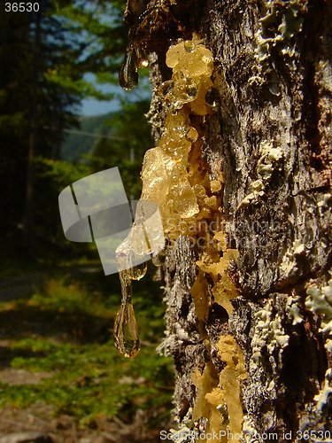 Image of resin drop