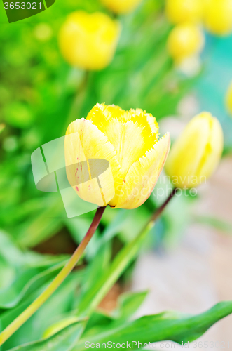 Image of yellow tulips