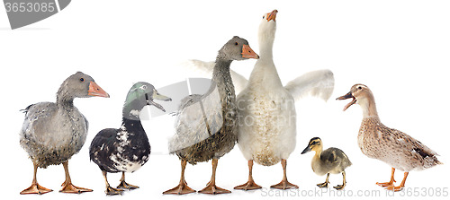 Image of gooses and ducks