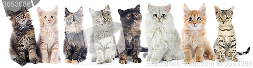 Image of group of kitten