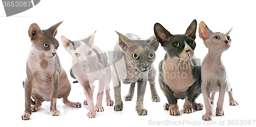 Image of Sphynx Hairless Cats