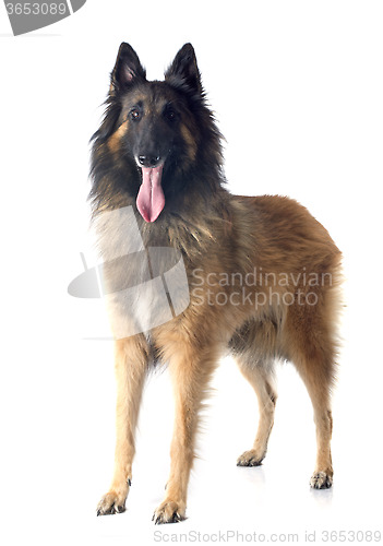 Image of belgian shepherd tervueren