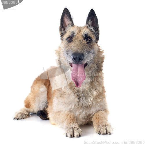 Image of belgian shepherd laekenois