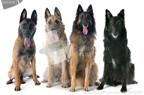 Image of four belgian shepherds