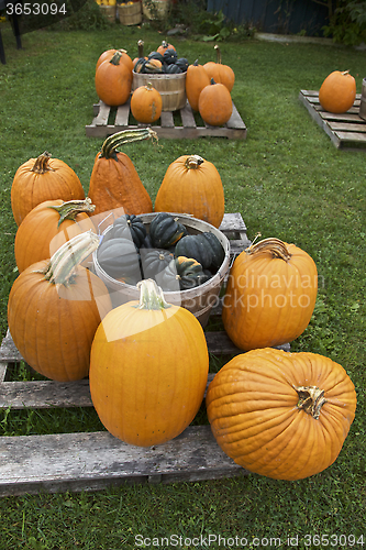 Image of Pumpkin, Fall