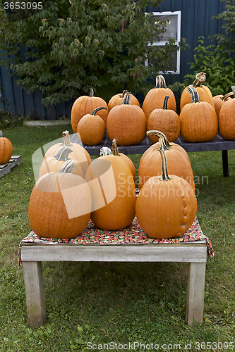 Image of Pumpkin, Season