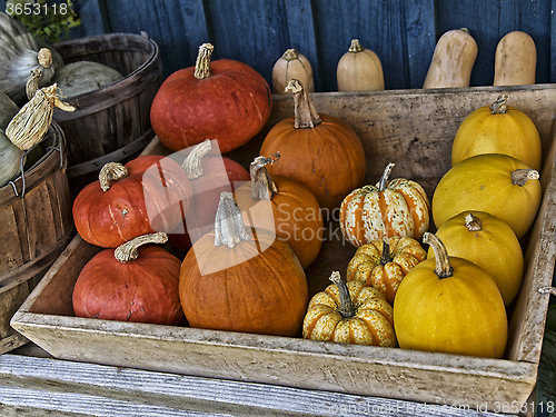 Image of Range of Pumpkins