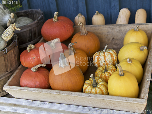 Image of Range of Pumpkins