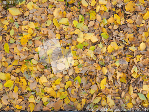 Image of Autumn leaves background