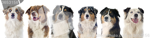 Image of australian shepherd