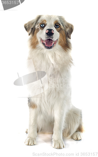 Image of australian shepherd