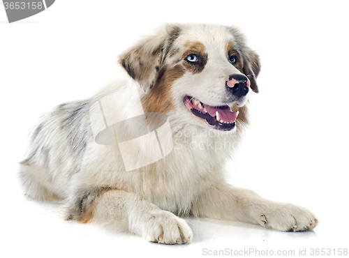 Image of australian shepherd