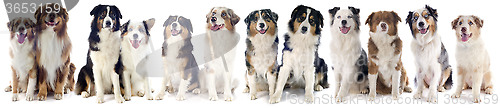 Image of australian shepherds