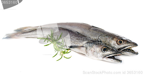 Image of European hake