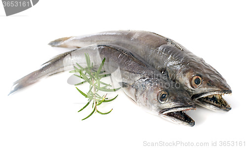 Image of European hake